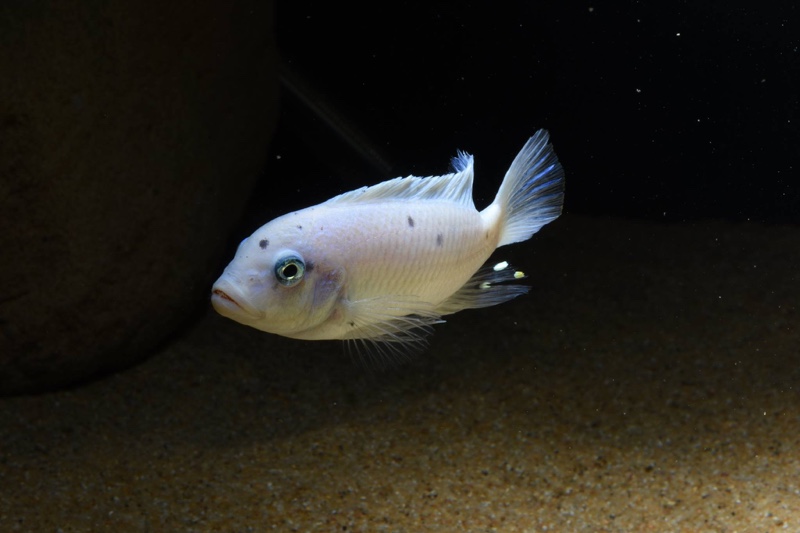 Maylandia callainos 'Chidunga Rocks'